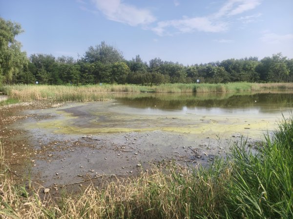 速牛配资 仅靠降雨补水，兴会公园人工湖快干了
